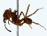  ( - BIOUG85525-A04)  @11 [ ] CreativeCommons - Attribution (2022) CBG Photography Group Centre for Biodiversity Genomics