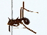  ( - BIOUG85525-A05)  @11 [ ] CreativeCommons - Attribution (2022) CBG Photography Group Centre for Biodiversity Genomics