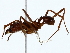  ( - BIOUG85525-A06)  @11 [ ] CreativeCommons - Attribution (2022) CBG Photography Group Centre for Biodiversity Genomics