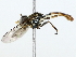  ( - BIOUG85525-F06)  @13 [ ] CreativeCommons - Attribution (2022) CBG Photography Group Centre for Biodiversity Genomics