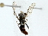  ( - BIOUG85526-D10)  @12 [ ] CreativeCommons - Attribution (2022) CBG Photography Group Centre for Biodiversity Genomics