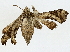  ( - BIOUG91370-B03)  @11 [ ] CreativeCommons - Attribution (2022) CBG Photography Group Centre for Biodiversity Genomics