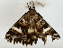  ( - BIOUG91370-G03)  @11 [ ] CreativeCommons - Attribution (2022) CBG Photography Group Centre for Biodiversity Genomics