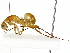  ( - BIOUG91371-C02)  @11 [ ] CreativeCommons - Attribution (2022) CBG Photography Group Centre for Biodiversity Genomics