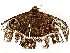  ( - BIOUG91372-H08)  @11 [ ] CreativeCommons - Attribution (2022) CBG Photography Group Centre for Biodiversity Genomics