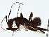  ( - BIOUG91379-C06)  @11 [ ] CreativeCommons - Attribution (2022) CBG Photography Group Centre for Biodiversity Genomics