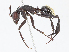  ( - CBG-A10793-B08)  @11 [ ] CreativeCommons - Attribution Share - Alike (2023) CBG Photography Group Centre for Biodiversity Genomics