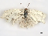  ( - CBG-A10793-H06)  @11 [ ] CreativeCommons - Attribution Share - Alike (2023) CBG Photography Group Centre for Biodiversity Genomics