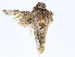  ( - CBG-A10794-A07)  @11 [ ] CreativeCommons - Attribution Share - Alike (2023) CBG Photography Group Centre for Biodiversity Genomics