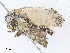  ( - CBG-A10794-A12)  @11 [ ] CreativeCommons - Attribution Share - Alike (2023) CBG Photography Group Centre for Biodiversity Genomics