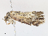 ( - CBG-A10836-G04)  @11 [ ] CreativeCommons - Attribution Share - Alike (2023) CBG Photography Group Centre for Biodiversity Genomics