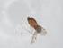  (Culicoides similis - CBG-A11644-C11)  @11 [ ] CreativeCommons - Attribution Share - Alike (2023) Centre for Biodiversity Genomics Centre for Biodiversity Genomics