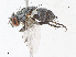  ( - CBG-A13252-A12)  @11 [ ] CreativeCommons - Attribution Share - Alike (2023) CBG Photography Group Centre for Biodiversity Genomics