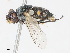 ( - CBG-A13252-F10)  @11 [ ] CreativeCommons - Attribution Share - Alike (2023) CBG Photography Group Centre for Biodiversity Genomics