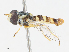  ( - CBG-A13253-E07)  @11 [ ] CreativeCommons - Attribution Share - Alike (2023) CBG Photography Group Centre for Biodiversity Genomics