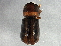  ( - BIOUG03051-F01)  @13 [ ] CreativeCommons - Attribution (2013) CBG Photography Group Centre for Biodiversity Genomics