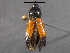  (Ampedus dimidiatus - BIOUG03090-D03)  @14 [ ] CreativeCommons - Attribution (2012) CBG Photography Group Centre for Biodiversity Genomics