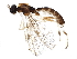  (Zatypota cingulata - BIOUG05036-G03)  @14 [ ] CreativeCommons - Attribution (2015) CBG Photography Group Centre for Biodiversity Genomics