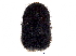 (Xylosandrus ursa - BIOUG30536-D07)  @13 [ ] CreativeCommons - Attribution (2017) CBG Photography Group Centre for Biodiversity Genomics