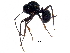  ( - BIOUG30536-G06)  @12 [ ] CreativeCommons - Attribution (2017) CBG Photography Group Centre for Biodiversity Genomics