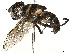  ( - BIOUG30750-E09)  @11 [ ] CreativeCommons - Attribution Share Alike (2024) CBG Photography Group Centre for Biodiversity Genomics