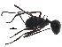  ( - BIOUG30759-C03)  @13 [ ] CreativeCommons - Attribution (2016) CBG Photography Group Centre for Biodiversity Genomics