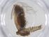  (Epichorista siriana - CBG-A15989-B09)  @11 [ ] CreativeCommons - Attribution Share - Alike (2023) Centre for Biodiversity Genomics Centre for Biodiversity Genomics