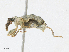  (Stephanorhynchus - CBG-A16685-B08)  @11 [ ] CreativeCommons - Attribution Share - Alike (2023) CBG Photography Group Centre for Biodiversity Genomics