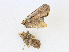  (Ichneutica atristriga - CBG-A16686-E09)  @11 [ ] CreativeCommons - Attribution Share - Alike (2023) CBG Photography Group Centre for Biodiversity Genomics