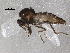  (Ceratopogon grandiforceps - BIOUG15463-H11)  @13 [ ] CreativeCommons - Attribution (2014) CBG Photography Group Centre for Biodiversity Genomics