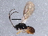  (Exotela dives group - BIOUG15566-D10)  @13 [ ] CreativeCommons - Attribution (2015) CBG Photography Group Centre for Biodiversity Genomics