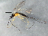  (Charmon sp. BF24 - BIOUG15087-F10)  @13 [ ] CreativeCommons - Attribution (2015) CBG Photography Group Centre for Biodiversity Genomics