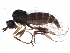  (Trichina opaca - BIOUG15594-G07)  @13 [ ] CreativeCommons - Attribution (2015) CBG Photography Group Centre for Biodiversity Genomics