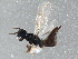  ( - BIOUG15656-G01)  @13 [ ] CreativeCommons - Attribution (2015) CBG Photography Group Centre for Biodiversity Genomics