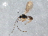  (Chorebus nr. dirona 1 - BIOUG15657-D01)  @13 [ ] CreativeCommons - Attribution (2015) CBG Photography Group Centre for Biodiversity Genomics