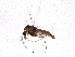  (Tokunagaia sp. 1ES - BIOUG15718-A04)  @12 [ ] CreativeCommons - Attribution (2015) CBG Photography Group Centre for Biodiversity Genomics