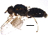  ( - BIOUG15763-G12)  @13 [ ] CreativeCommons - Attribution (2015) CBG Photography Group Centre for Biodiversity Genomics