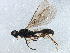  ( - BIOUG15767-C01)  @13 [ ] CreativeCommons - Attribution (2015) CBG Photography Group Centre for Biodiversity Genomics