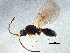  (Aneurhynchus oviventris - BIOUG15768-F07)  @13 [ ] CreativeCommons - Attribution (2015) CBG Photography Group Centre for Biodiversity Genomics