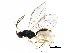  (Adelognathus chrysopygus - BIOUG15768-G12)  @14 [ ] CreativeCommons - Attribution (2015) CBG Photography Group Centre for Biodiversity Genomics