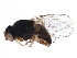  ( - BIOUG15797-E11)  @14 [ ] CreativeCommons - Attribution (2015) CBG Photography Group Centre for Biodiversity Genomics