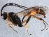  (Mesoleptus - BIOUG15812-F08)  @15 [ ] CreativeCommons - Attribution (2015) CBG Photography Group Centre for Biodiversity Genomics