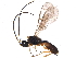  (Chorebus crenulatus - BIOUG15851-B01)  @14 [ ] CreativeCommons - Attribution (2015) CBG Photography Group Centre for Biodiversity Genomics