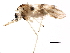  ( - BIOUG15947-A01)  @12 [ ] CreativeCommons - Attribution (2015) CBG Photography Group Centre for Biodiversity Genomics