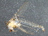  (Cryptochironomus rostratus - BIOUG16296-F09)  @12 [ ] CreativeCommons - Attribution (2015) CBG Photography Group Centre for Biodiversity Genomics