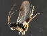  (Diolcogaster minuta - BIOUG16302-E10)  @13 [ ] CreativeCommons - Attribution (2015) CBG Photography Group Centre for Biodiversity Genomics