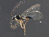  (Trichopria aequata - BIOUG16302-E12)  @14 [ ] CreativeCommons - Attribution (2015) CBG Photography Group Centre for Biodiversity Genomics