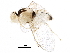  (Aulagromyza tridentata - BIOUG24119-G08)  @14 [ ] CreativeCommons - Attribution (2016) CBG Photography Group Centre for Biodiversity Genomics