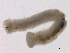  ( - BIOUG03311-C09)  @12 [ ] CreativeCommons - Attribution (2012) Gillian Martin Centre for Biodiversity Genomics