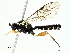  ( - BIOUG91331-B01)  @11 [ ] CreativeCommons - Attribution (2022) CBG Photography Group Centre for Biodiversity Genomics